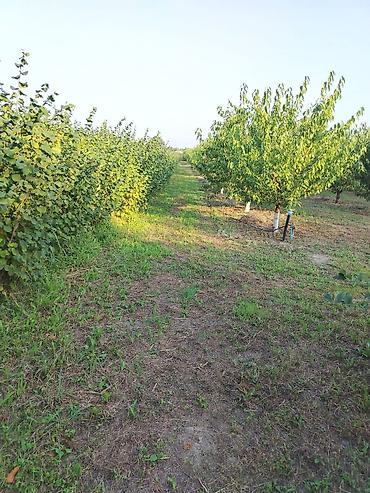şəkidə torpaq: 180 sot Kənd təsərrüfatı, Su — 8