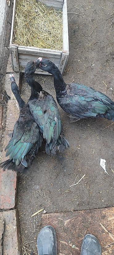 Другие с/х животные: Селезни самцы Мускусные утки (3 шт), черного окраса.1 штук 1700 с - — 10