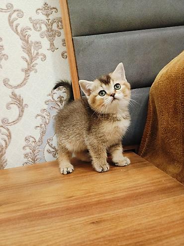 Pişiklər: Britan — 5