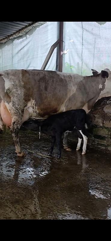Inəklər, öküzlər: Südlük inək və bala -cins sives süd verimi 21 lt qarantia verirem — 8