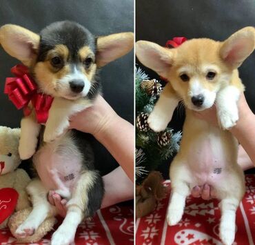 İtlər: Korgi, 2 ay, Erkek, Sənədli, Pulsuz çatdırılma — 5