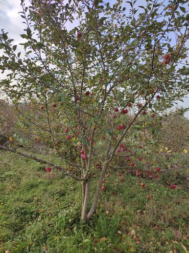 Torpaq sahələrinin satışı: Yalama kənd .məktəbin yani. parkin yani. su .işig .gaz gapidadir -da lalafo.az — 6 Torpaq sahələrinin satışı: Yalama kənd .məktəbin yani. parkin yani. su .işig .gaz gapidadir — 6