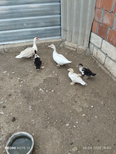 Собаки: Iki ana 3 baladi qiymet sondu xais edirem bos bosuna nerahat etmeyin