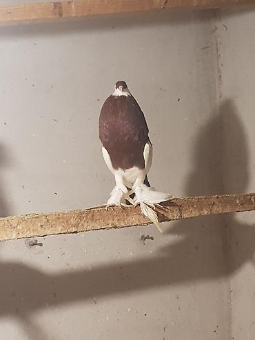 İtlər: İtlər — 8