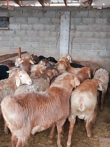 Баран, овца: Продаю | Баран (самец) | Для разведения | Матка — 13