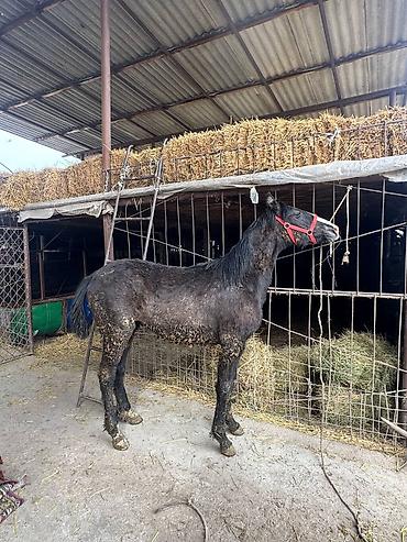 Лошади, кони: Продаю | Жеребец, Жеребенок — 17