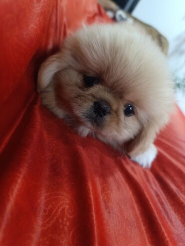 avçarka itləri: Pekines, 1 ay, Dişi, Ünvandan götürmə