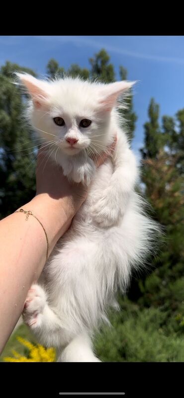 Коты: Готов к продаже котенок Мейн кун возраст 2 месяца окрас белый
