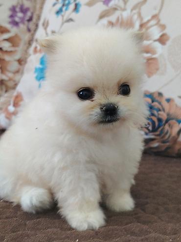 pomeranian boo qiyməti: Şpitz, Erkək, Ünvandan götürmə — 3