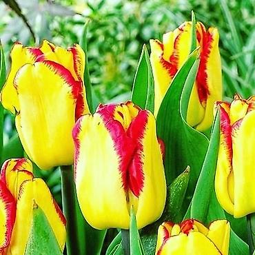 Букеты из живых цветов: Цветы Голландские Тюльпаны Оптом! Тюльпаны вместе с луковицами — 28