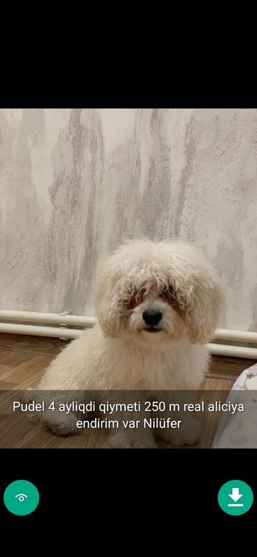 İtlər: 3 ay, Dişi, Peyvəndli — 14