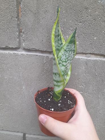 сансевиерия зеленая: Сансевиерия (Sansevieria trifasciata), компактный детка в пластиковом — 2