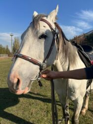 продажа щенков немецкой овчарки с документами в бишкеке: Жугон сатылат мустангдан алынган 7000 сомго биздин атка чон келип