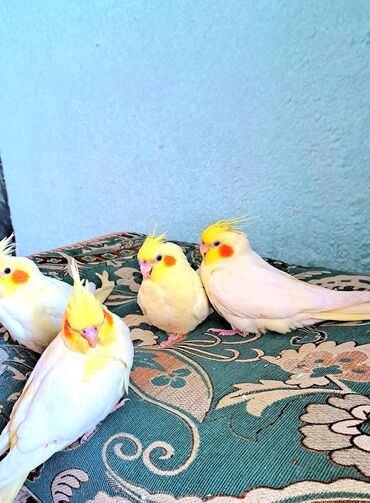 индюк бишкек: Продаются 3-кореллы! 🐦✨ Весёлые, озорные и красивые попугайчики ждут