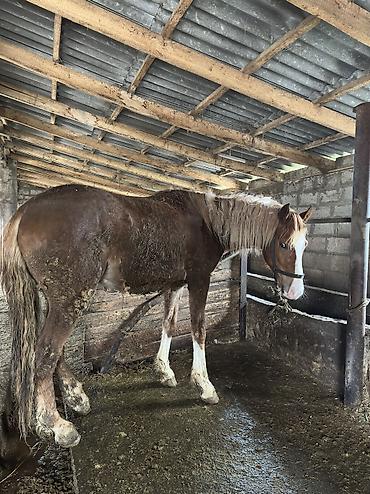 Лошади, кони: Продаю | Кобыла (самка), Конь (самец), Жеребенок | Полукровка | На забой, Для разведения, Для молока — 32