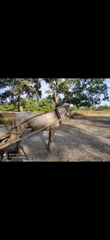 qarabağ atı satılır v Azərbaycan | Xalçalar: At satılır cavan atdir Yorğa Dartmasina söz ola bilməz