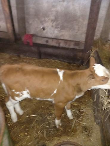 Inəklər, öküzlər: Dişi, il: 1, 100 kq, Südlük — 7