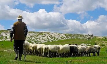 axşam növbəsi iş elanları: Coban axtarilir,real islemek isteyen yigsin