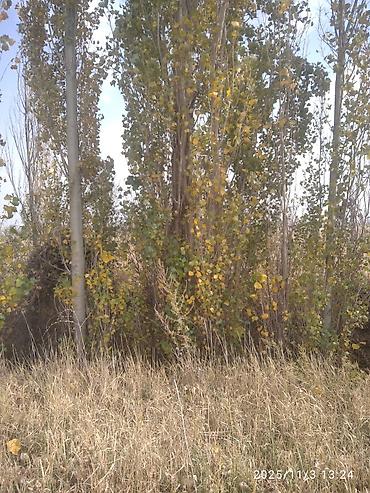 Тополь: Тополя для озеленения/живой изгороди - Порода: тополь (пирамидальный — 10