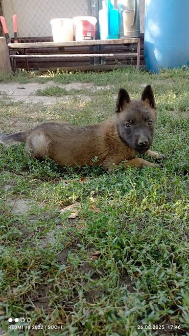 купить щенка добермана из питомника: Бельгия овчаркасы, 2 айлык, Эркек