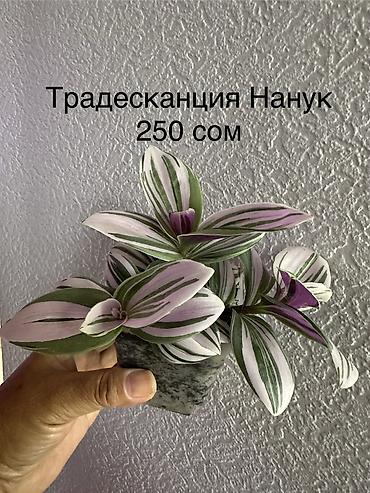 Другие комнатные растения: Укоренённые черенки растений от 150-300 сом — 20