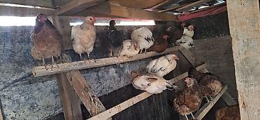 кохинхины карликовые: Продаю | Куры | Кохинхин | Для разведения — 3
