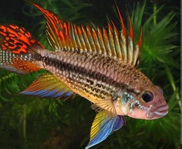 Akvariumlar: Apistogramma kakadu jütü 40 mramirez jütü 25 m