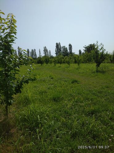 Torpaq sahələrinin satışı: 241 sot, Kənd təsərrüfatı, Mülkiyyətçi, Kupça (Çıxarış), Texniki pasport — 10