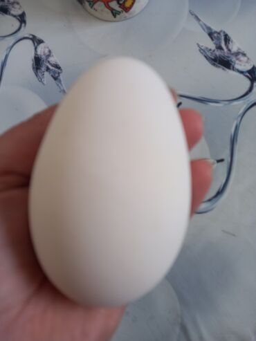 певчие птицы: Продаю яйцо гусиное по 70 сом шт. находимся Новопокровка