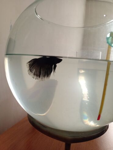 животные в добрые руки: Betta (Petuşok balığı)