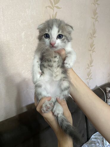 Кошки: 1 месяц, Мальчик, Серый, Приучена к лотку