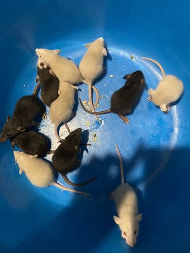 Крысы: Продаются крысята дамбо