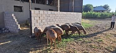 козу оптом: Продаю | Овца (самка), Ягненок, Баран (самец) | Гиссарская, Полукровка, Долан | На забой, Для разведения, Для шерсти | Племенные, Котные, Кастрированные — 2