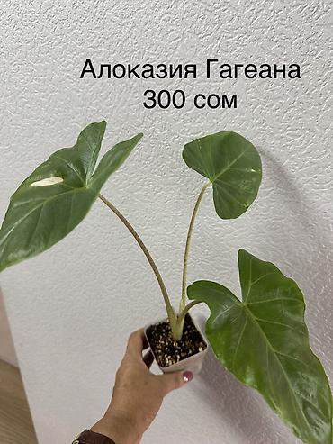 Декабристы: Укорененные черенки/отростки. Адрес 8 мкр — 10