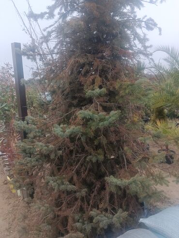 Şitillər: Dekarativ agaclarin satisi — 10