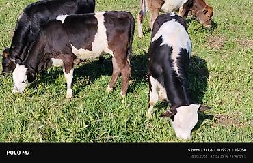 Коровы, быки: Продаю | Бык (самец) | Полукровка | На откорм — 6