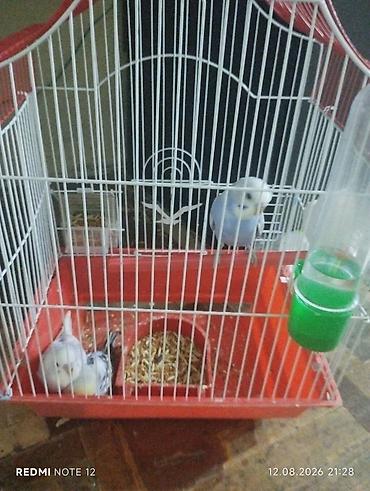 qefes satisi: Dalmatin və mavi tonlarda iki cüt dalğıç (hulland) büdcə papuqayı — 1
