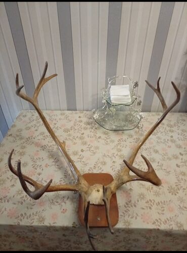 Xalçalar: Təbii maral buynuzu satılır ofis və otaqlar üçün çox gözəl görünüşü lalafo.az -da Xalçalar: Təbii maral buynuzu satılır ofis və otaqlar üçün çox gözəl görünüşü