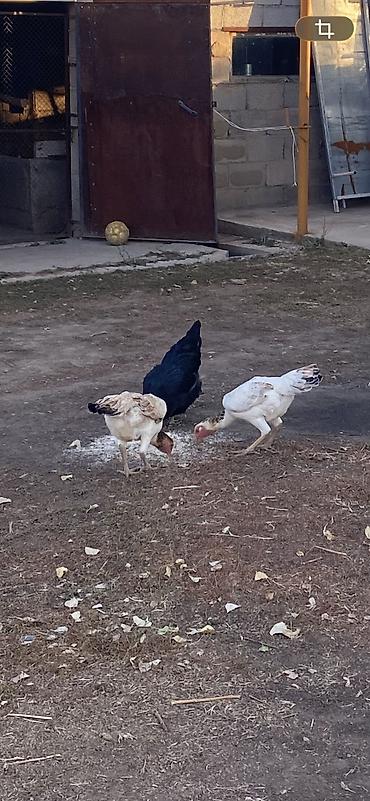 Продам с/х животных: Продаю | Куры | Дакан | Несушки — 3