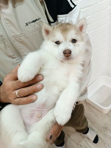 Продажа собак: Племенные щенки хаски с родословной — Kyrgyz Kennel Club. Дата — 9