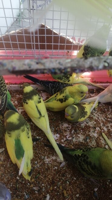 Tutuquşları: Bala Valnisti 9azn Boş qəfəs 9azn 1 bala quş +Qəfəs +Suqabı+Yemqabı — 9