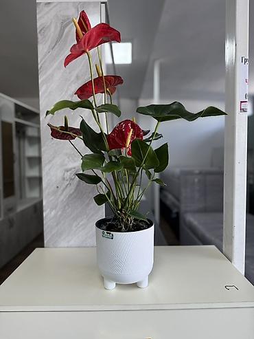 Антуриумы: Антуриум (Anthurium) в горшке - Компактный куст с плотными глянцевыми — 16