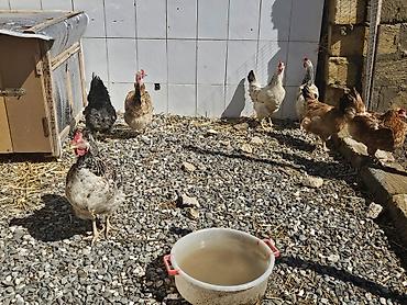 Toyuqlar: Toyuq, Yumurtalıq — 10