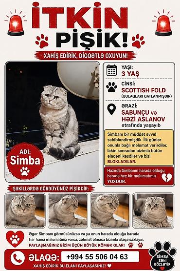 scottis fold: Şotland yastı qulaq — 1