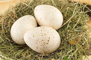 tutuquşu yumurtalı: Yerli hinduşka yumurtası alıram cins sort hinduşka olmasın yalnız — 1