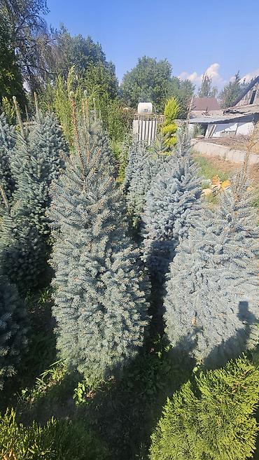 тумбочки кухонные: Ель колючая (Picea pungens) голубая, питомничные посадки. - Сорт/тип — 2