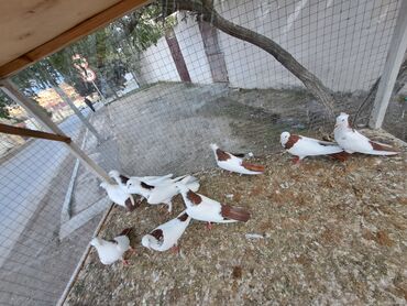 Göyərçinlər: Məhsul: Bəzək və uçuş üçün göyərçinlər Təsvir: - Növ — 4