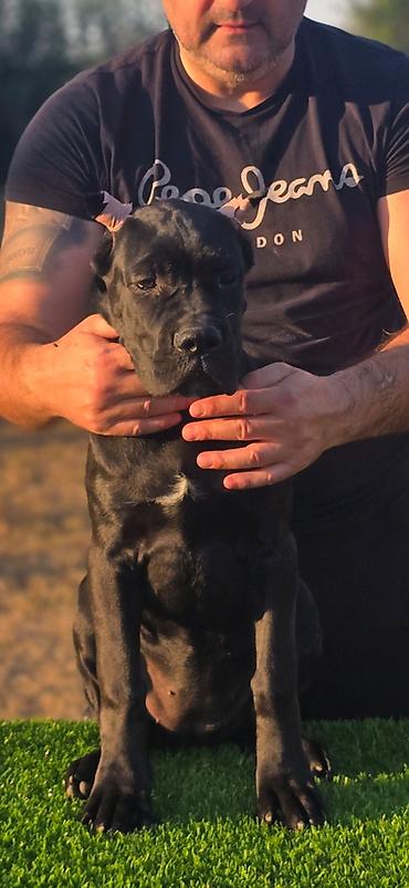 Psi: THE LAST EMPEROR KENNEL Predstavljamo prelepu Cane Corso ženku iz — 5