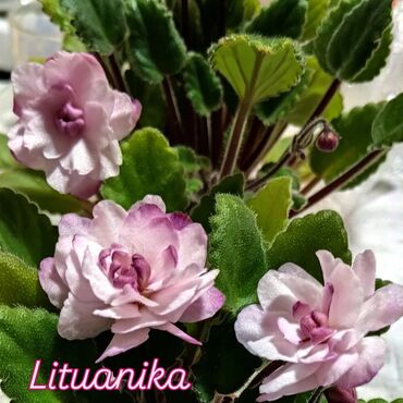 Фиалки и глоксинии: 🌱🌺🌱 Продаю сортовые ДЕТКИ стандартных фиалок🌱🌺🌱. Цены от 80-150 сом — 22