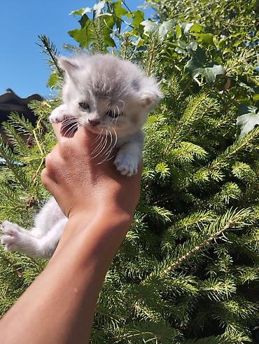 Мышыктар: Британ кыска жүндүү, 2 айлык, Ургаачы, Алтын шиншилла, Лотокко барууга үйрөтүлгөн, Курттардан тазаланган — 4